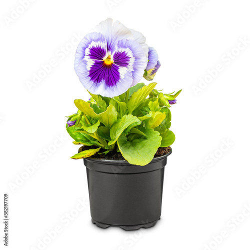 Viola wittrockiana flower photo