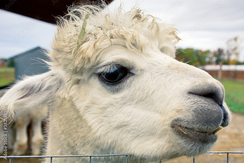 Close up on an alpaca in its fuzzy glory.
