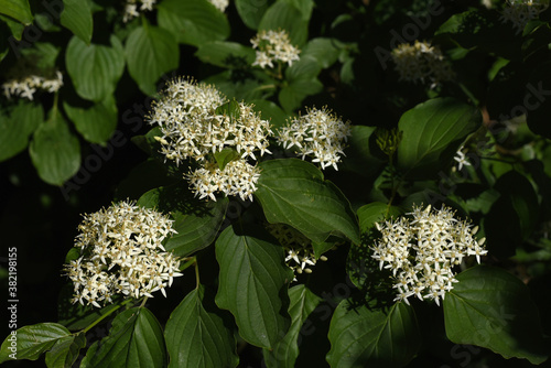 Cornus drummondii, with tiny white flowers. Flowering shrub of Cornus controversa in spring garden. Branch with tiny white blossoms.