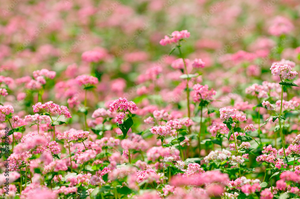 アカソバの花