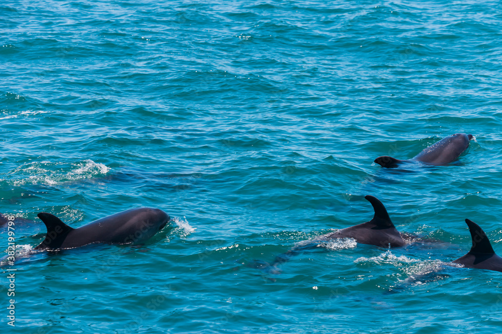 Obraz premium Pod of Dolphins in Bay of Islands, New Zealand