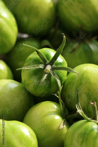Wallpaper Mural The harvest of tomatoes. High quality photo. Green tomato Torontodigital.ca