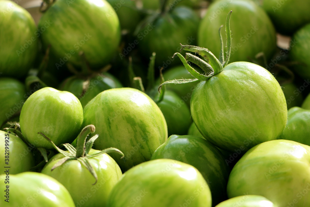 The harvest of tomatoes. High quality photo. Green tomato The harvest of tomatoes. High quality photo. Green tomato