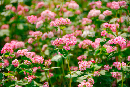 アカソバの花