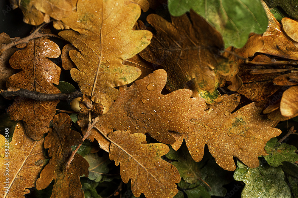 Autumn creative composition with beautiful autumn leaves. Autumn creative composition with beautiful autumn leaves.
