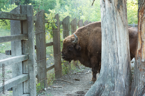 European bison - Bison bonasus in the Moldavian reserve.