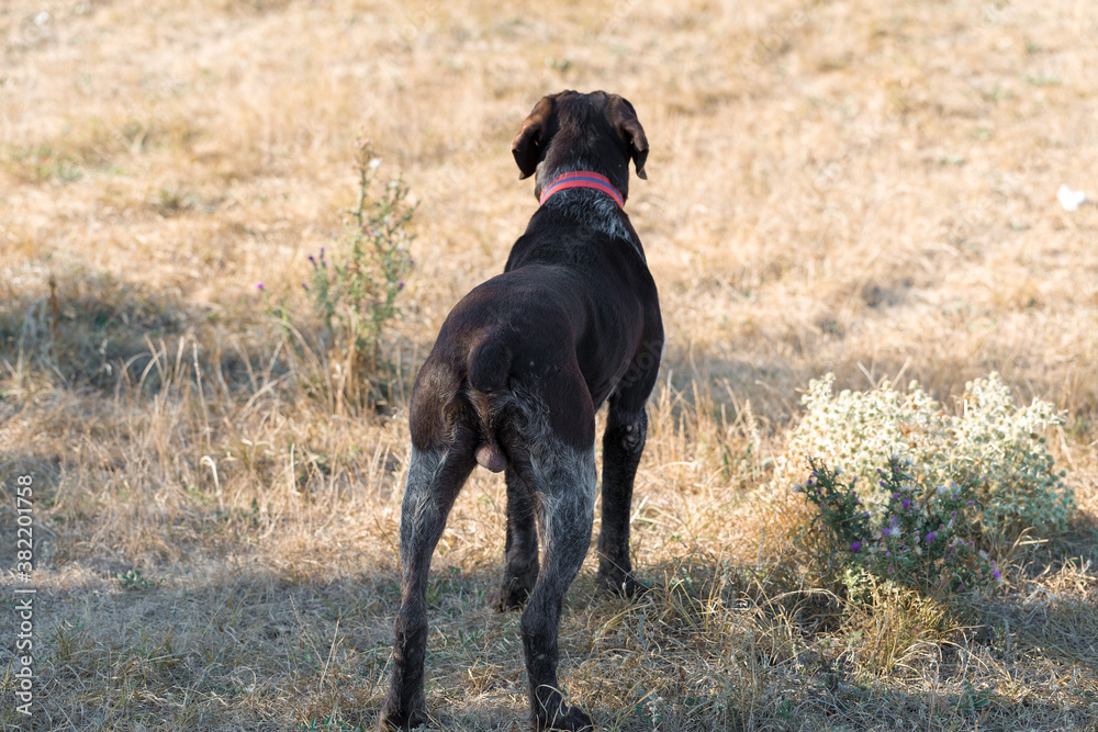German hunting watchdog drathaar, Beautiful dog portrait on the hunt. German hunting watchdog drathaar, Beautiful dog portrait on the hunt.