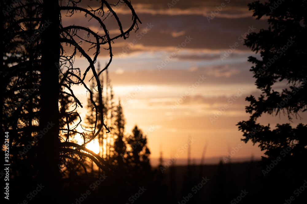 Sunset through the trees in medicine bow mountain Sunset through the trees in medicine bow mountain
