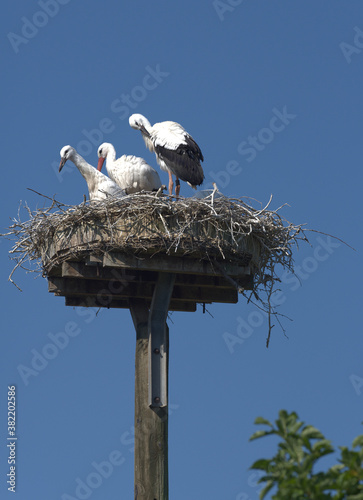 Storch mit zwei Jungtieren im Nest auf Föhr