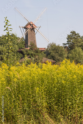 Rapsblüte