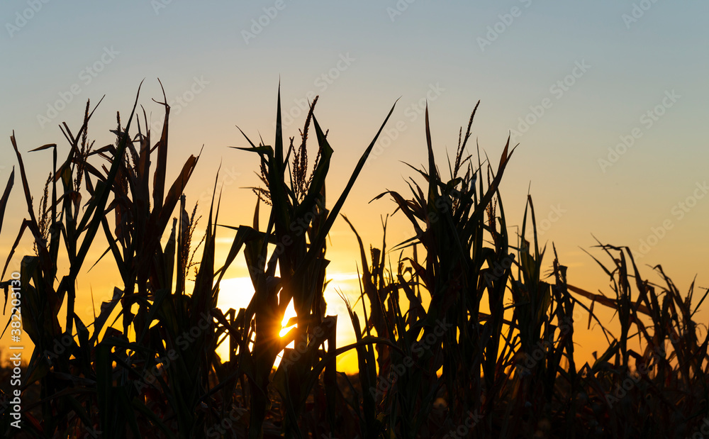 Dry corn field at the beautiful yellow dawn. Corn plantation, damaged during drought.