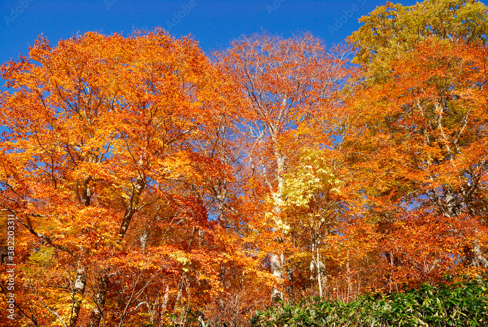 Fototapeta premium 紅葉