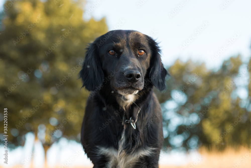 German hunting watchdog drathaar, Beautiful dog portrait on the hunt.