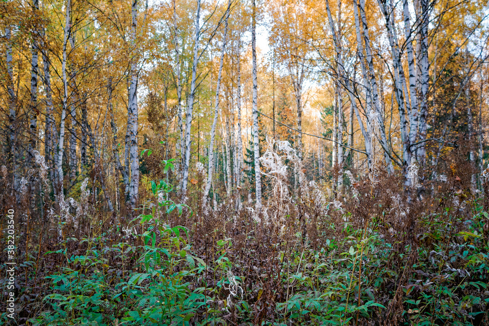 Obraz premium Dried fluffy grass is located against the background of trees with yellowed foliage in a forest or park. Autumn concept outdoors. Natural background.