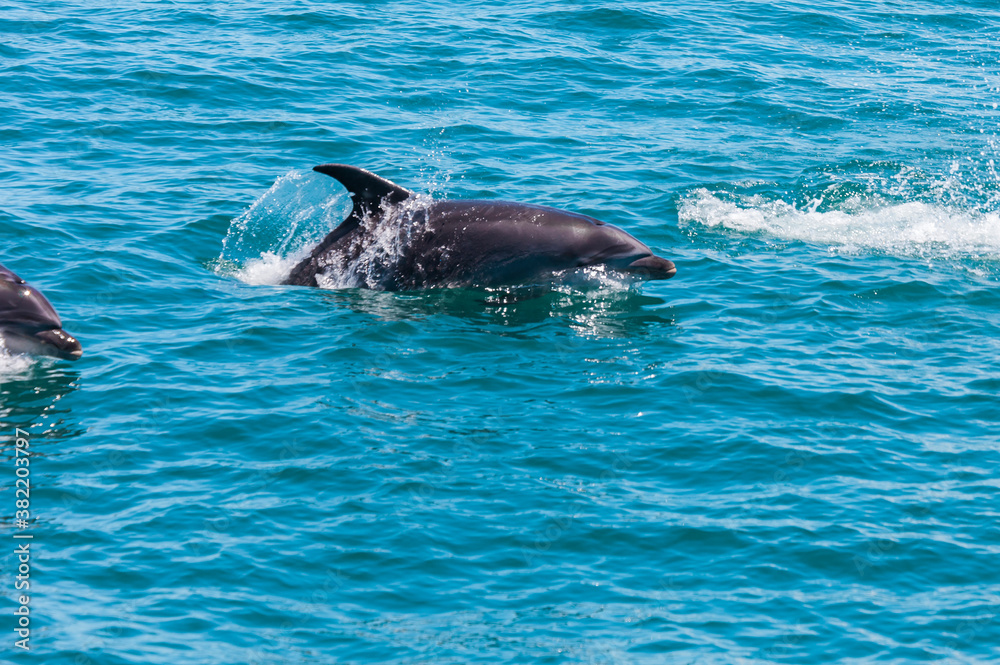 Pair of dolphins in Bay of Islands, New Zealand