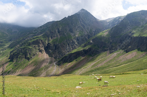 Vallée de la Gela dans les Pyrénées