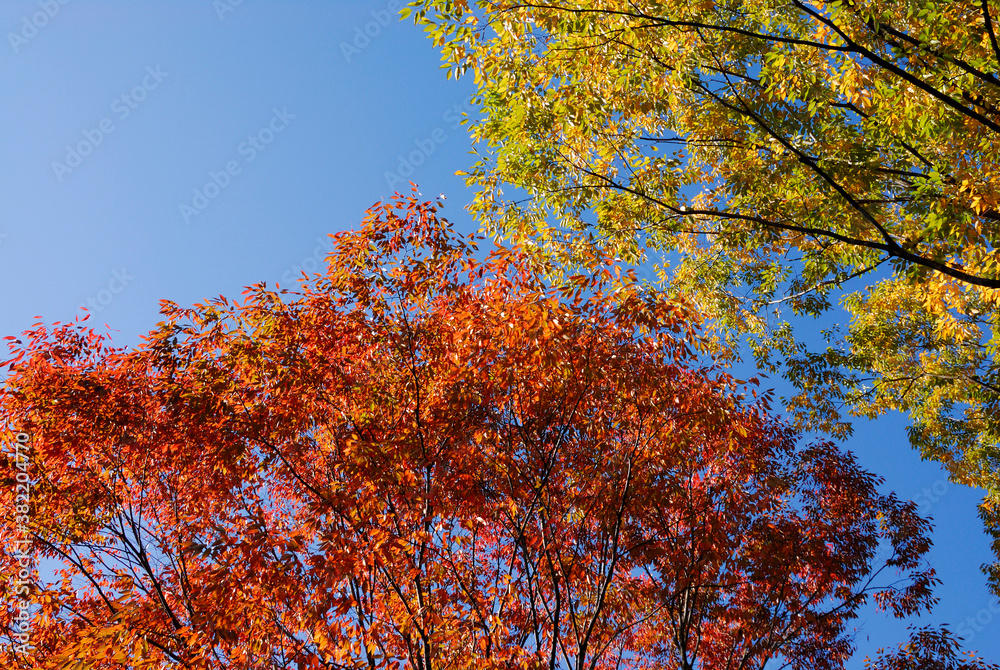 Fototapeta premium 紅葉