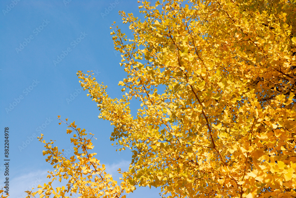 Fototapeta premium いちょう