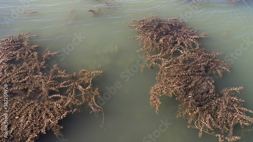 Obraz na plátně murky lake water dirty, dirty turbid water caused by drought,