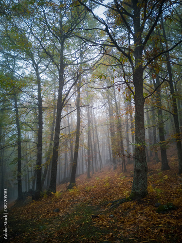 El Tiemblo, chesnut forest, Spain