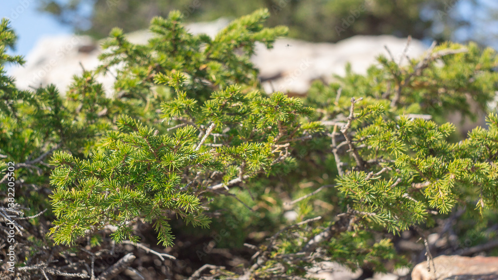 Spruce branch