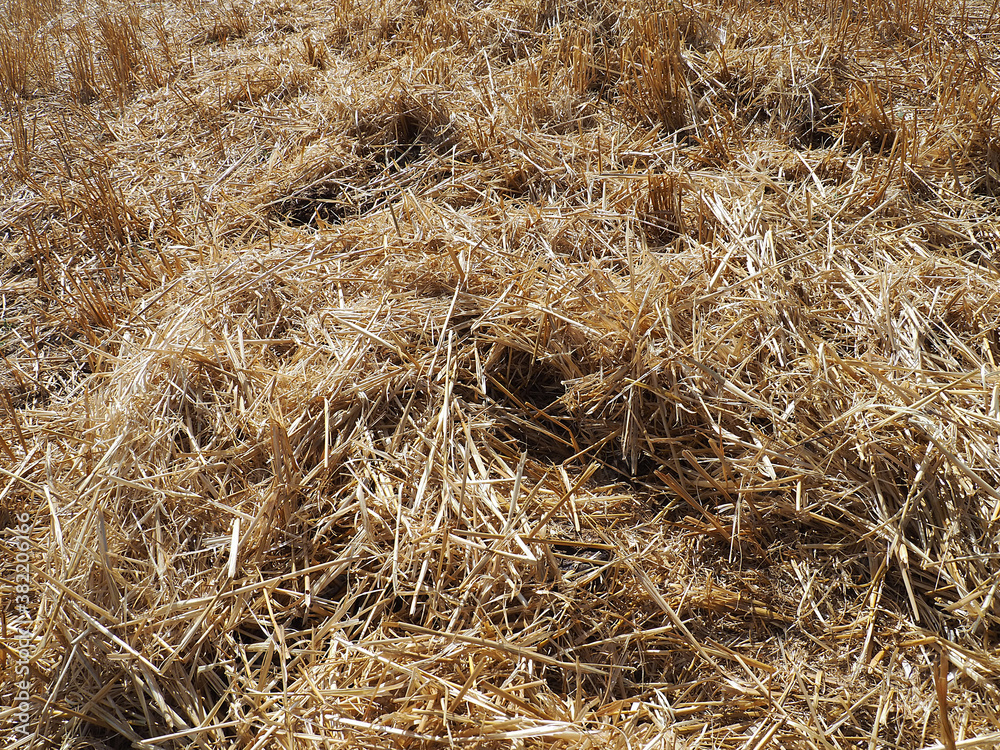 hay in the harvested wheat field, wheat straw and straw in the field, straw in the field, hay in the harvested wheat field, wheat straw and straw in the field, straw in the field,