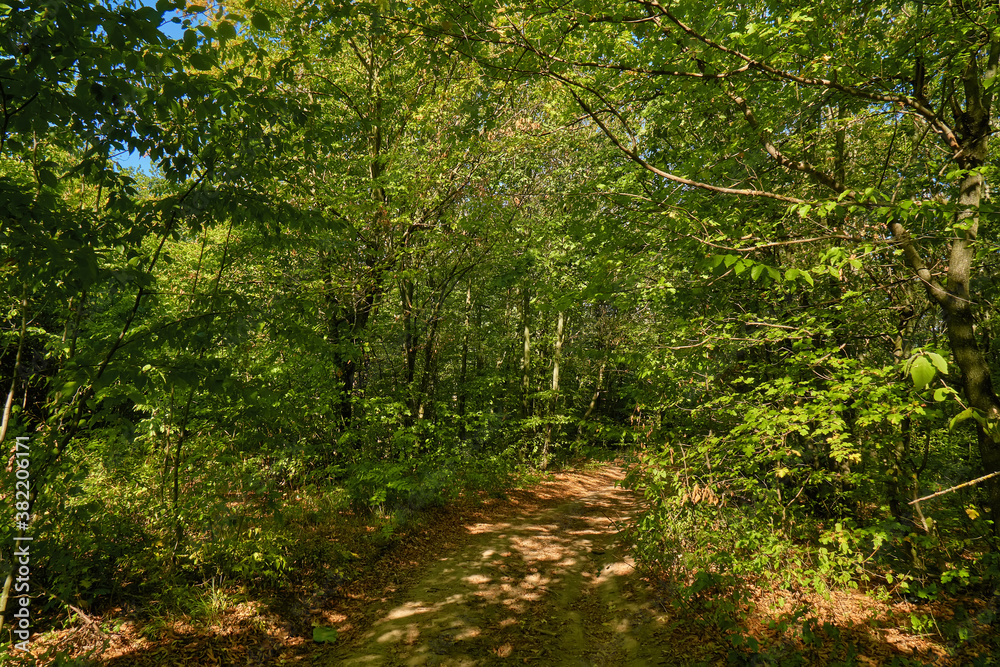 Autumn forest scenery with rays of warm light illumining the gold foliage and a footpath leading into the scene Autumn forest scenery with rays of warm light illumining the gold foliage and a footpath leading into the scene