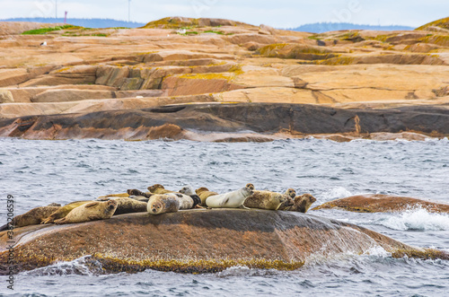 Colony Of Seals On Rocky Island - Colony of seals on a rocky island in the archipelago off Lysekil, Bohuslan, Vastra Gotaland County, Sweden. photo