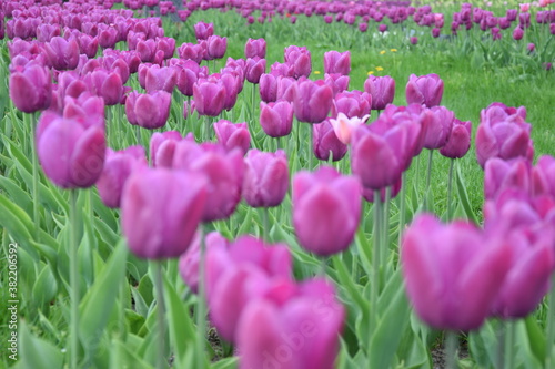 field of tulips