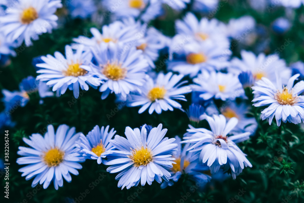 Obraz premium Blue camomiles on nature background. Copy, empty space for text