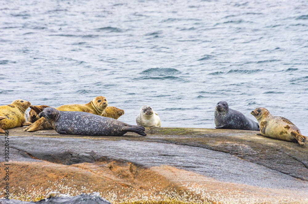 Fototapeta premium Colony Of Seals On Rocky Island - Colony of seals on a rocky island in the archipelago off Lysekil, Bohuslan, Vastra Gotaland County, Sweden.