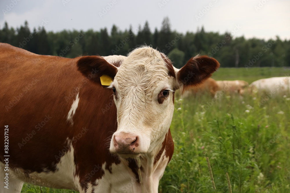 Cow and bull symbol of 2021 walk in the field in summer in cloudy weather close-up rain Cow and bull symbol of 2021 walk in the field in summer in cloudy weather close-up rain