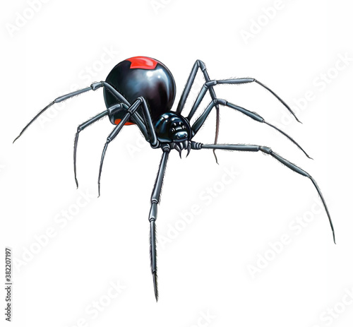 Slika na platnu The redback spider, Australian black widow (Latrodectus hasselti)