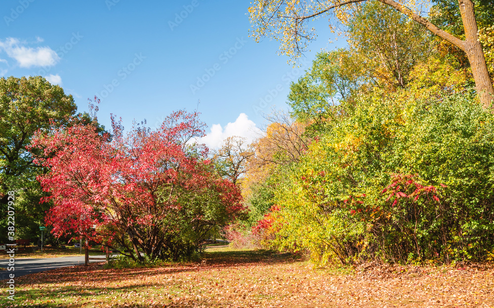 Naklejka premium Autumn scenes under sunny day