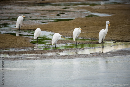 Family of lovely snowbirds known as egret captured in a bird sanctuary in Baja California photo