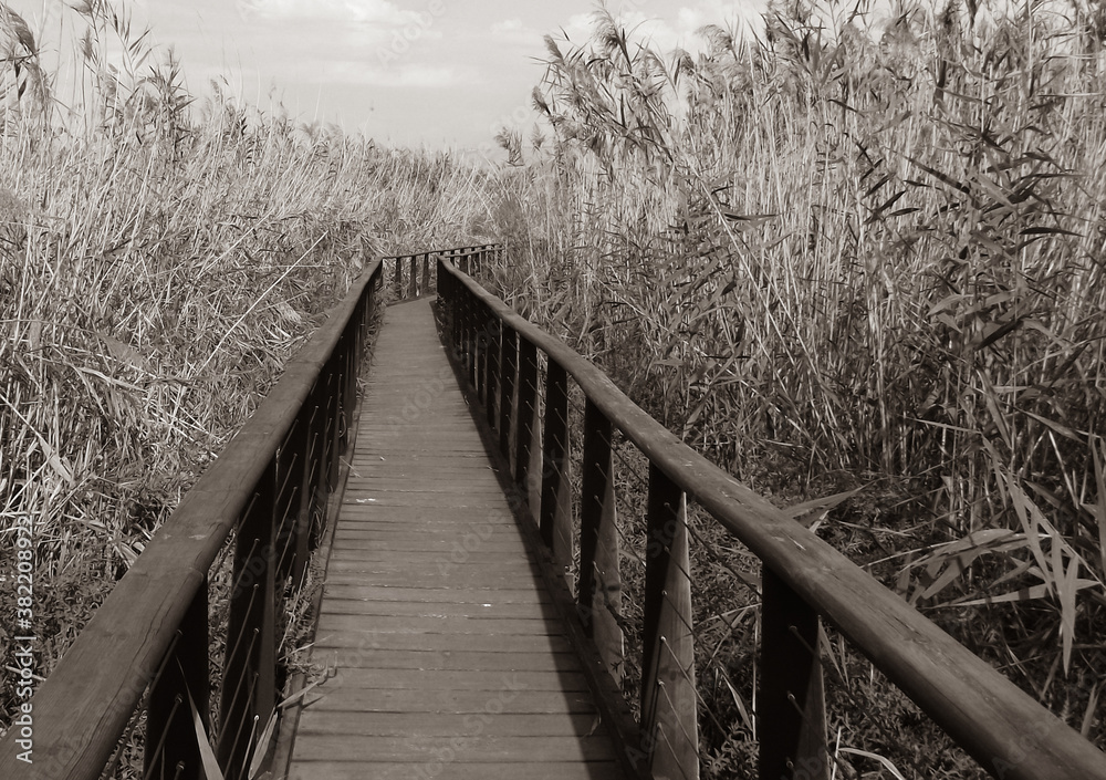 Fototapeta premium a wooden walkway with a handrail to pass through the thickets of Lake Hula for views of the lake and landscapes around.