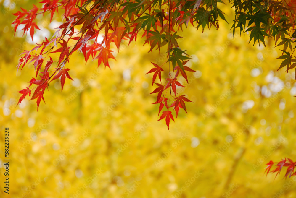 紅葉 紅葉