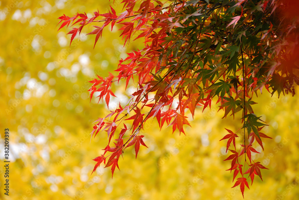 紅葉 紅葉