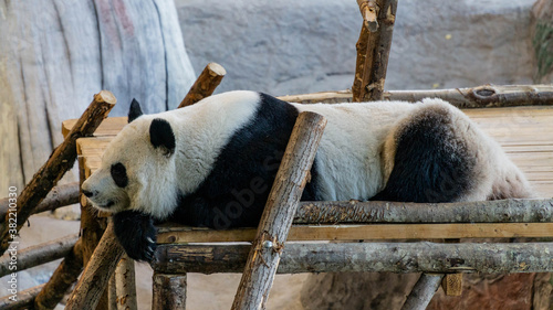 Sleeping giant panda on wooden bench