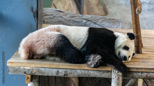 Sleeping giant pand on wooden bench