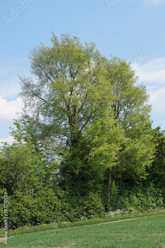 Tree, blue sky, spring in UK, taken in Suffolk in May 2020