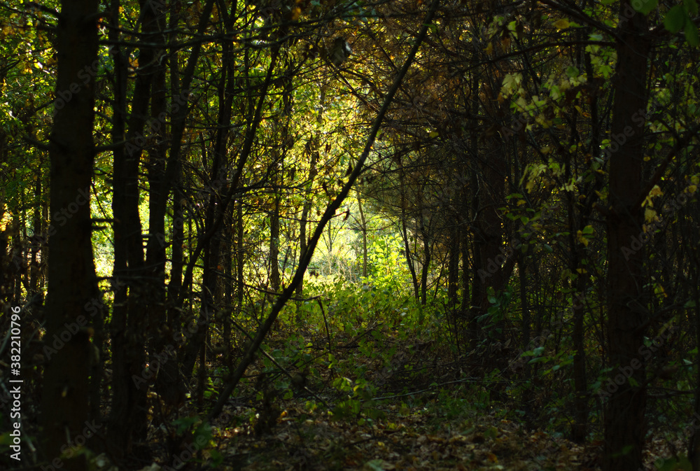 Obraz premium morning in the forest