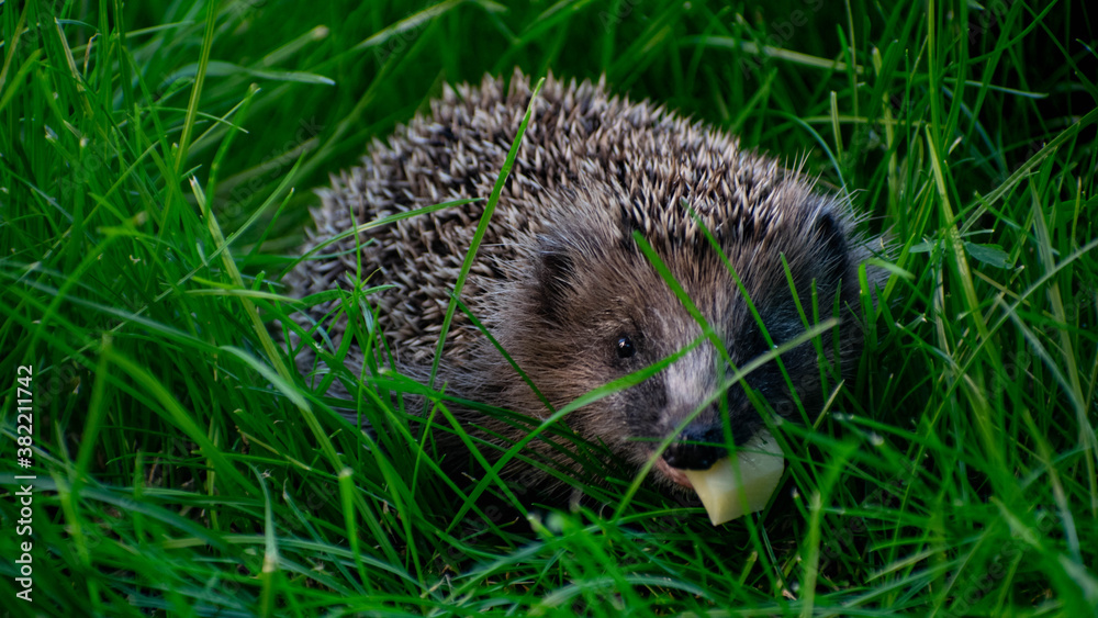 Hedgehog in the long grass Hedgehog in the long grass