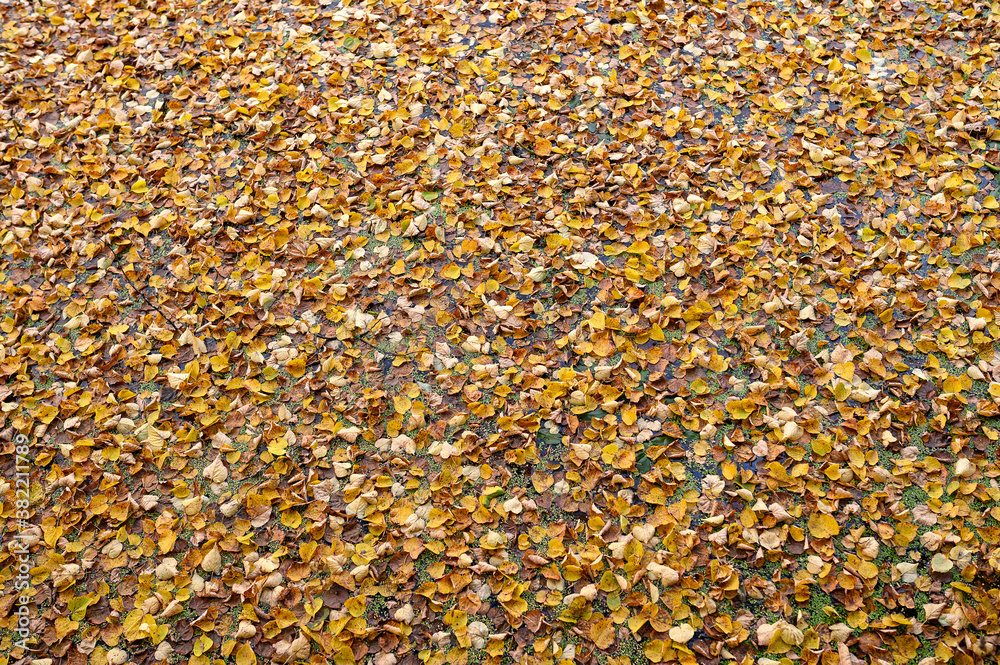 Autumn natural texture of yellow leaves on the water surface. Colorful maple leaves lie on the grass in autumn.