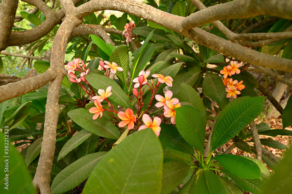 Fototapeta premium flowering plant Plumeria rubra This fragrance is similar to that of rose, citrus, and cinnamon 