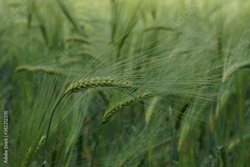 Barley field