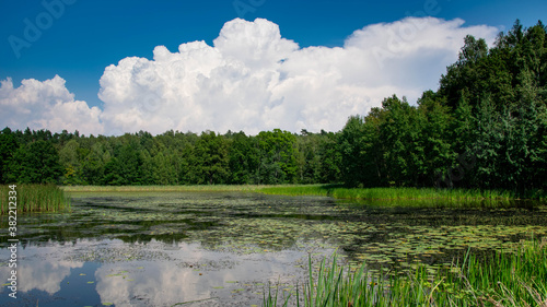 Wild pond in the forest