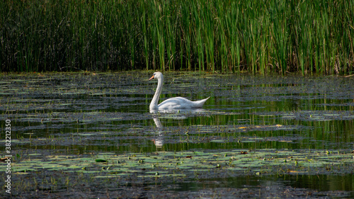 Swam on the pond 