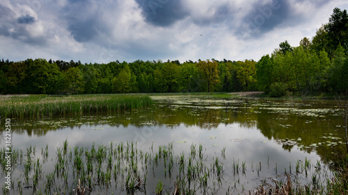 Pond in the forest