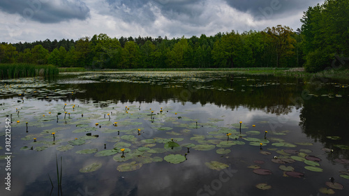 Wild Pond in the forest